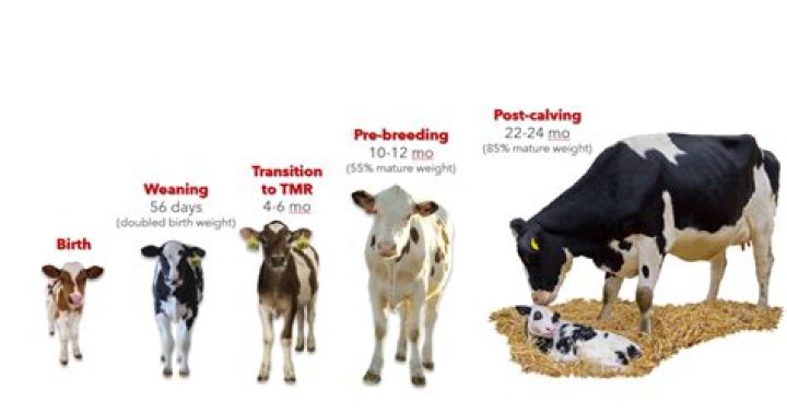 How much does a cow brain weigh?
