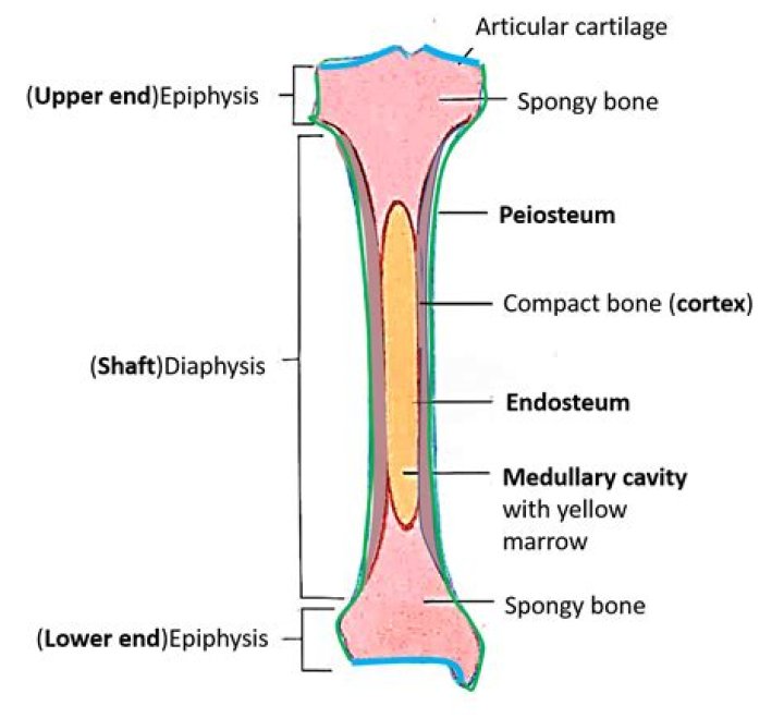 What is the tough membrane on the outside of the bone?