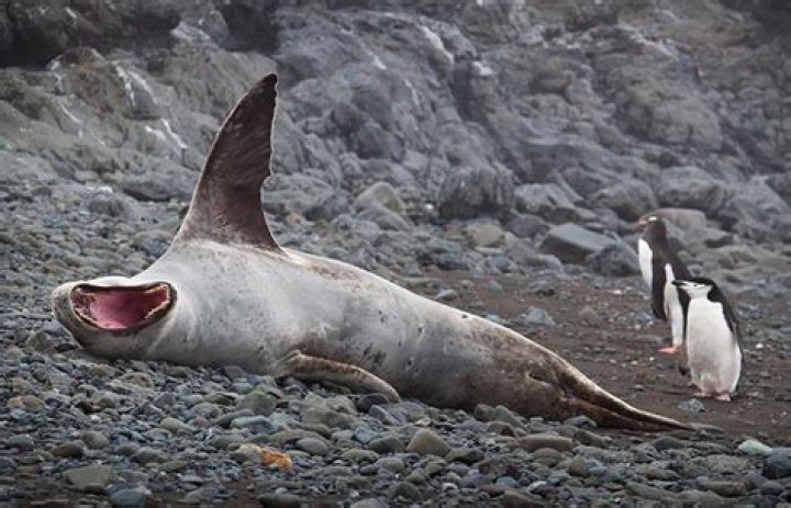 Why are leopard seals so scary?